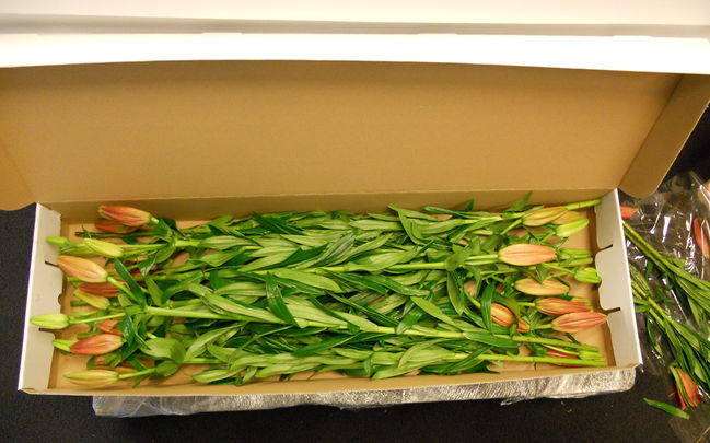 lilies in boxes with active coating